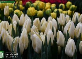 Tulipa Fondue ® (2)